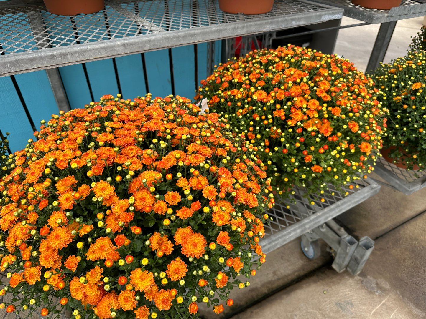 GARDEN MUMS GIGI ORANGE - 6.5" Pot