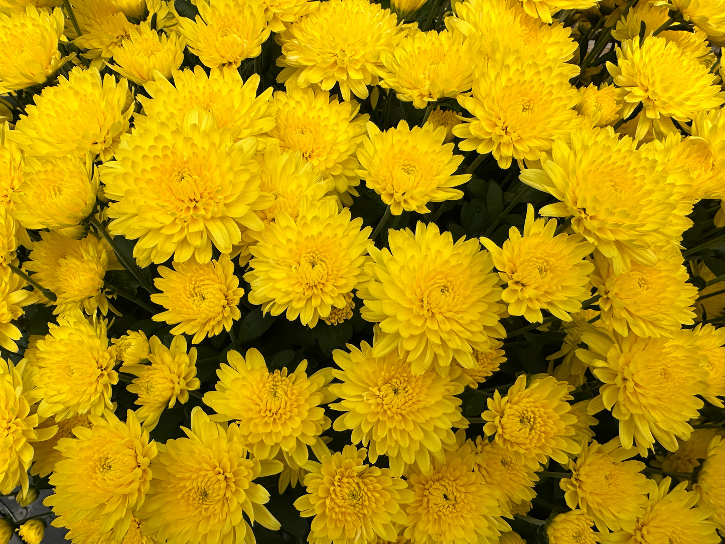 GARDEN MUMS AMIKO YELLOW - 10" Pot