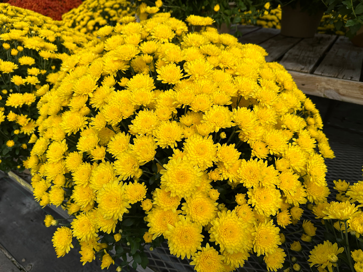 GARDEN MUMS AMIKO YELLOW - 10" Pot