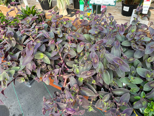 TRADESCANTIA PURPLE FUZZY - 8'' HANGING BASKET