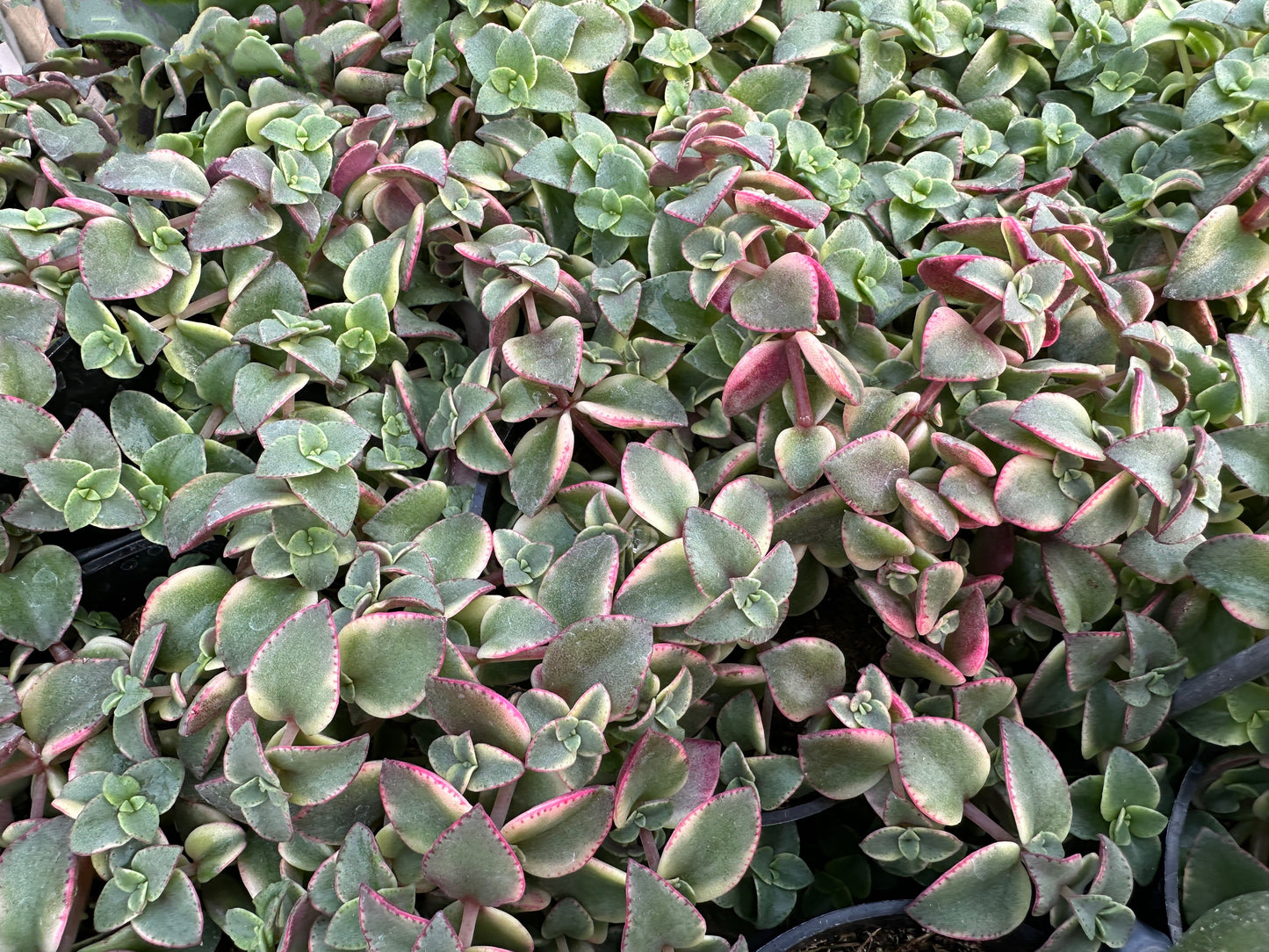 CRASSULA PERFORATA VARIEGATA - 4'' POT