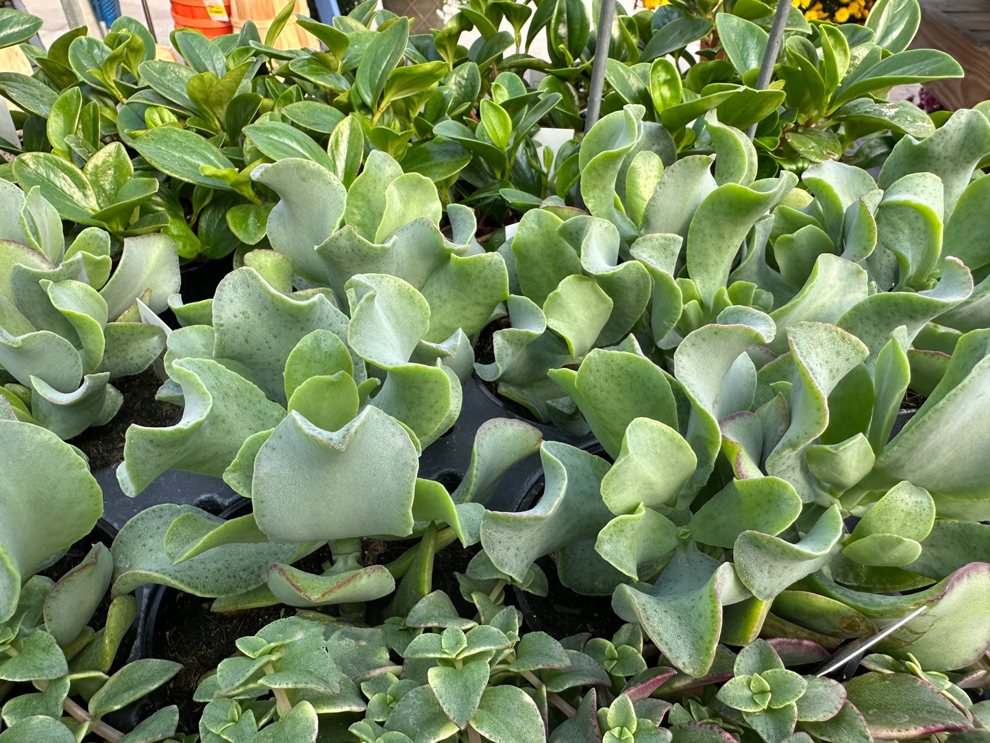 CRASSULA RIPPLE JADE - 4'' POT