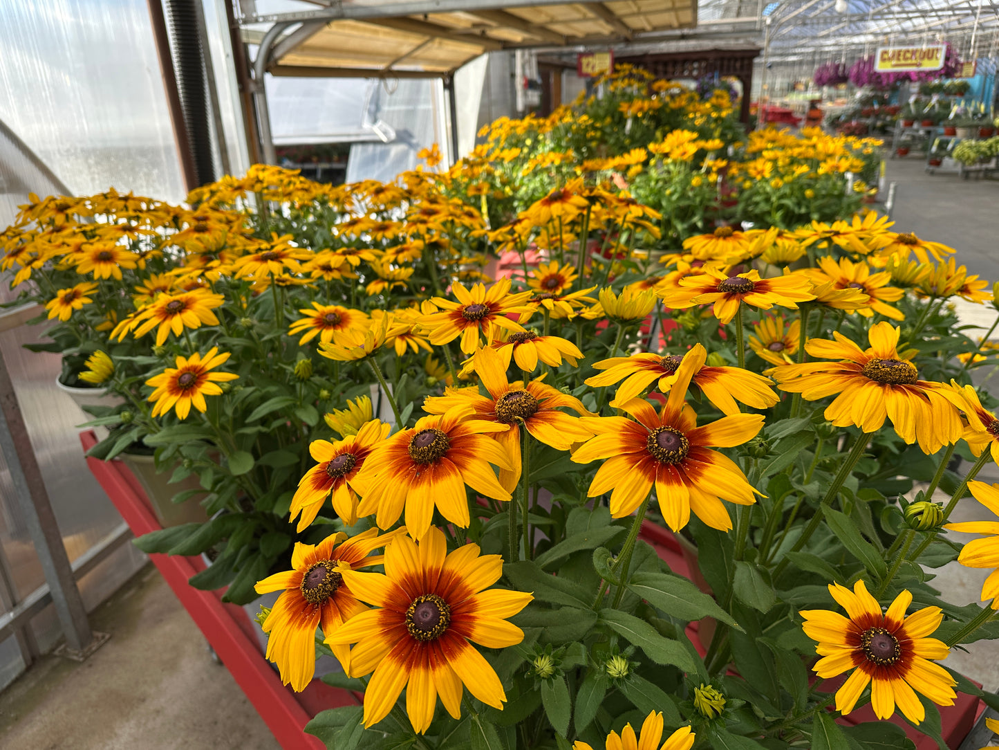 RUDBECKIA SUNBECKIA LUNA 10''