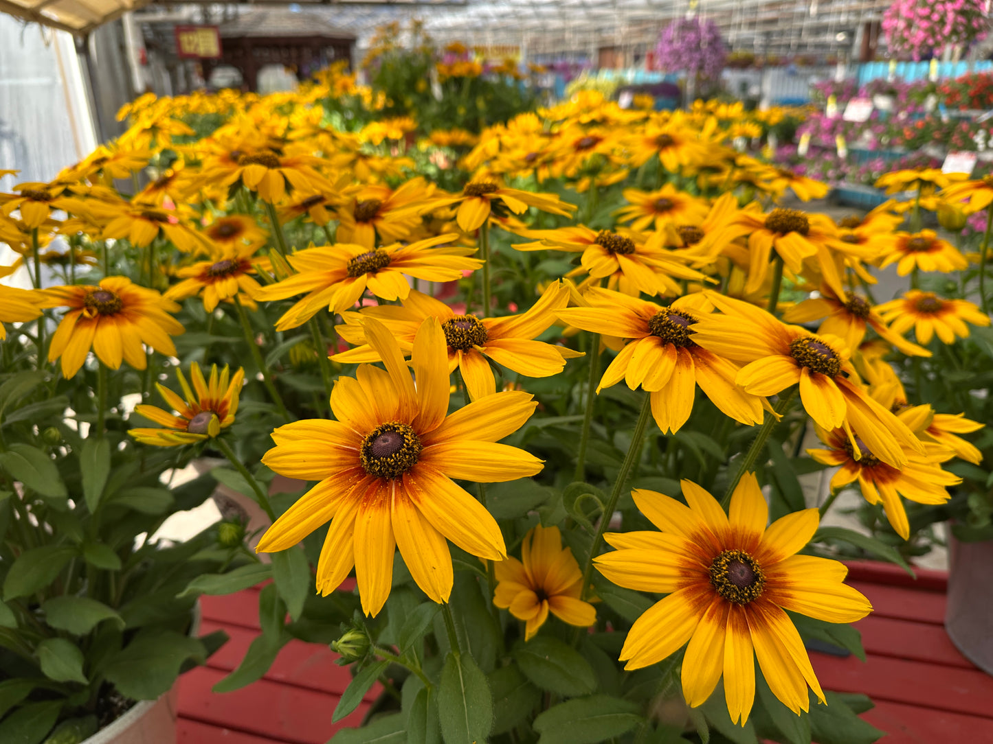 RUDBECKIA SUNBECKIA LUNA 10''