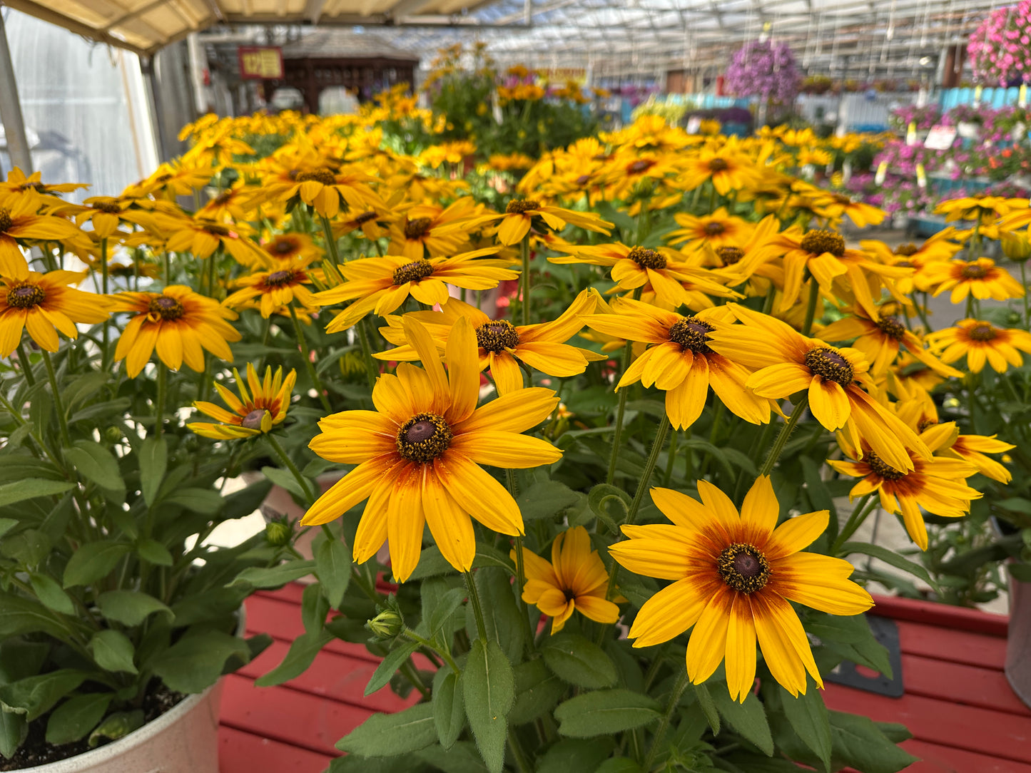 RUDBECKIA SUNBECKIA LUNA 10''