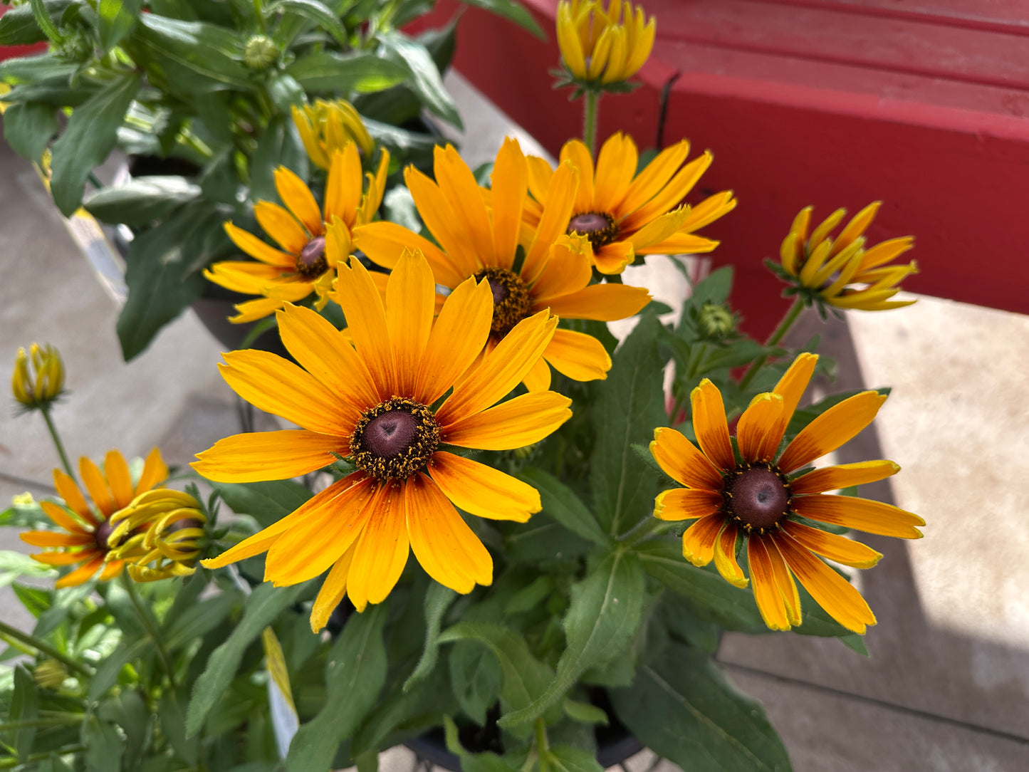 RUDBECKIA SUNBECKIA MARILYN - 14" POT