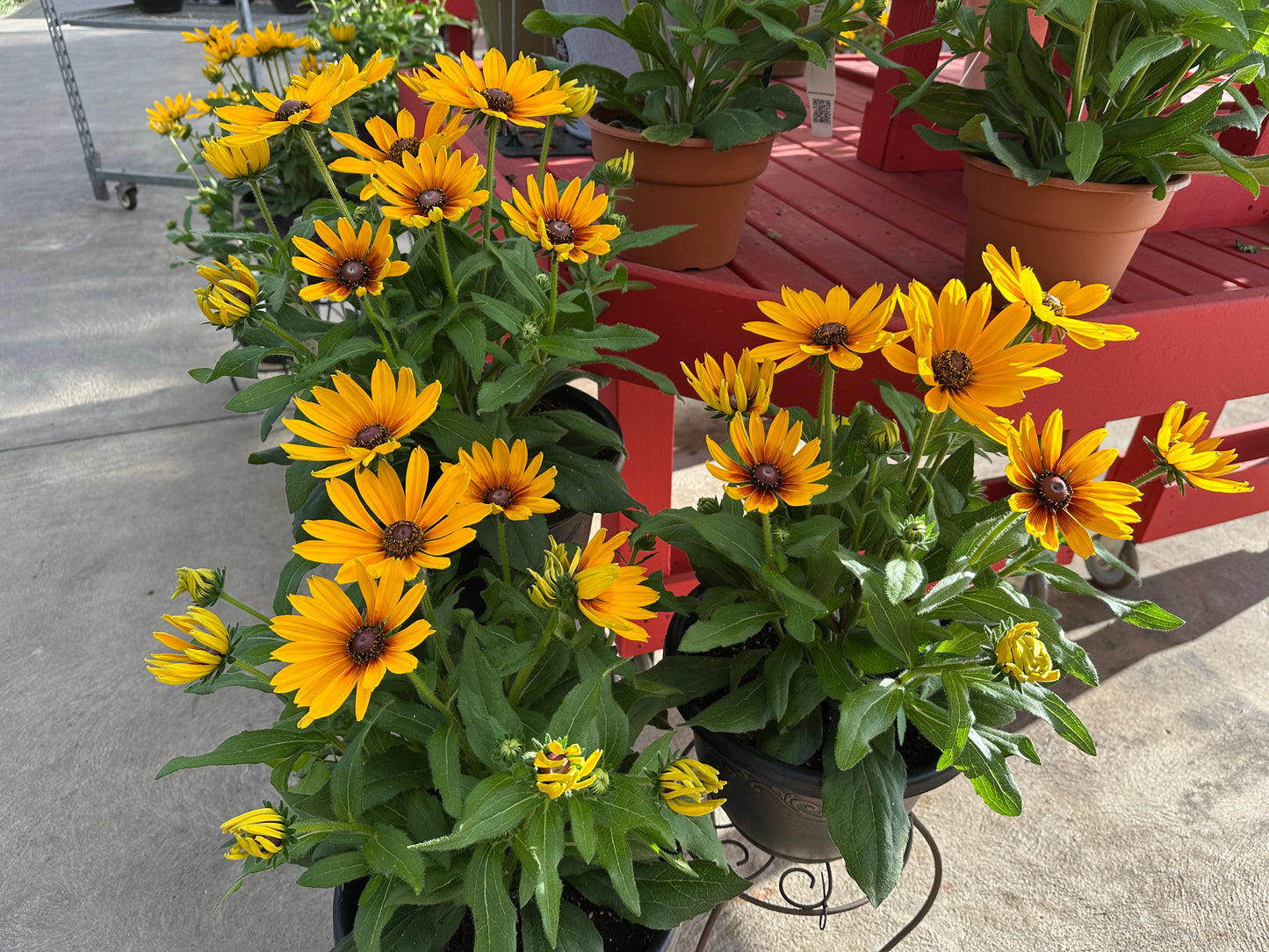 RUDBECKIA SUNBECKIA MARILYN - 14" POT