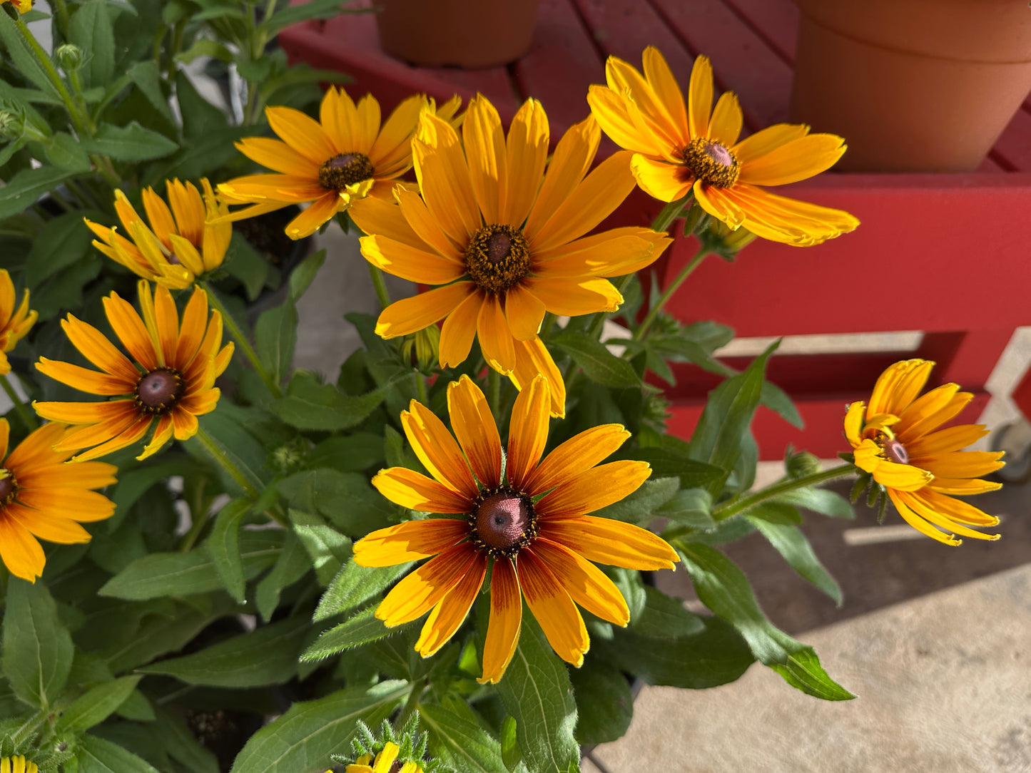 RUDBECKIA SUNBECKIA MARILYN - 14" POT