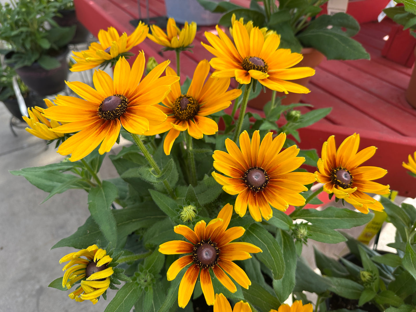RUDBECKIA SUNBECKIA MARILYN - 14" POT
