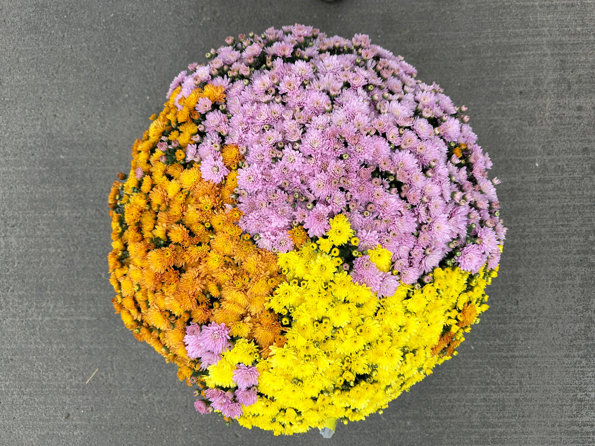 GARDEN MUMS COMBO PUMPKIN SPICE - 12" Pot