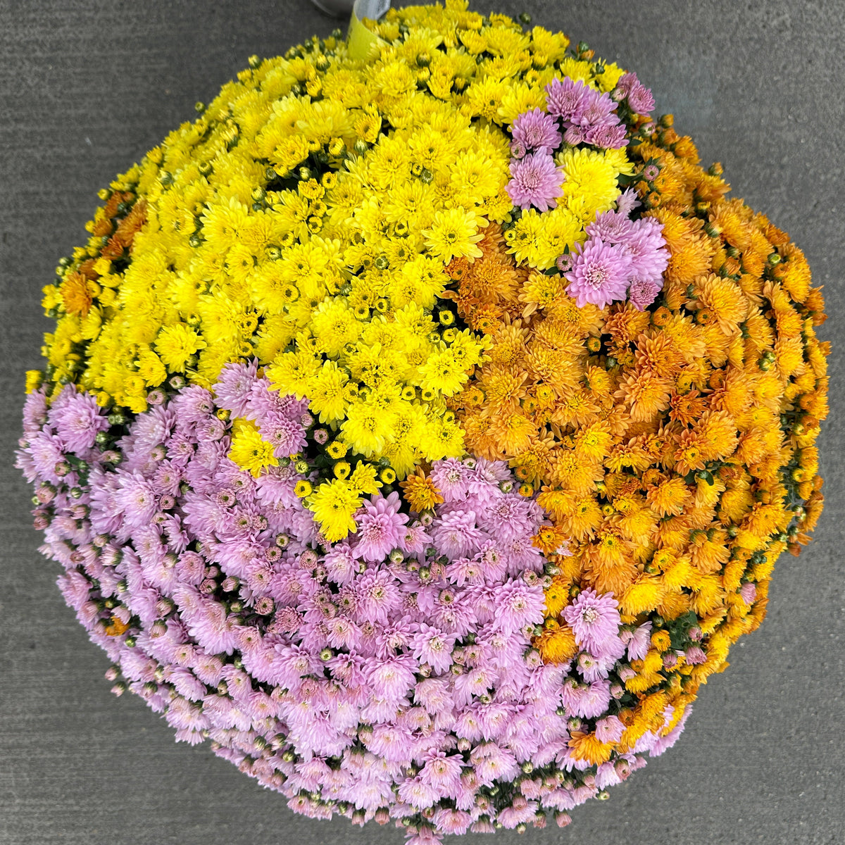 GARDEN MUMS COMBO PUMPKIN SPICE - 12" Pot