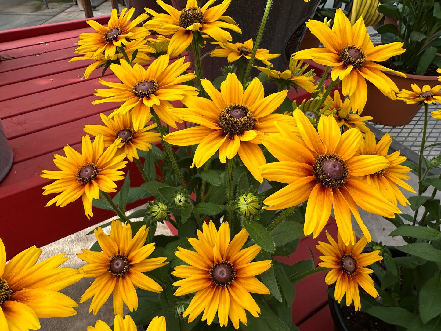 RUDBECKIA SUNBECKIA CARLA 10''