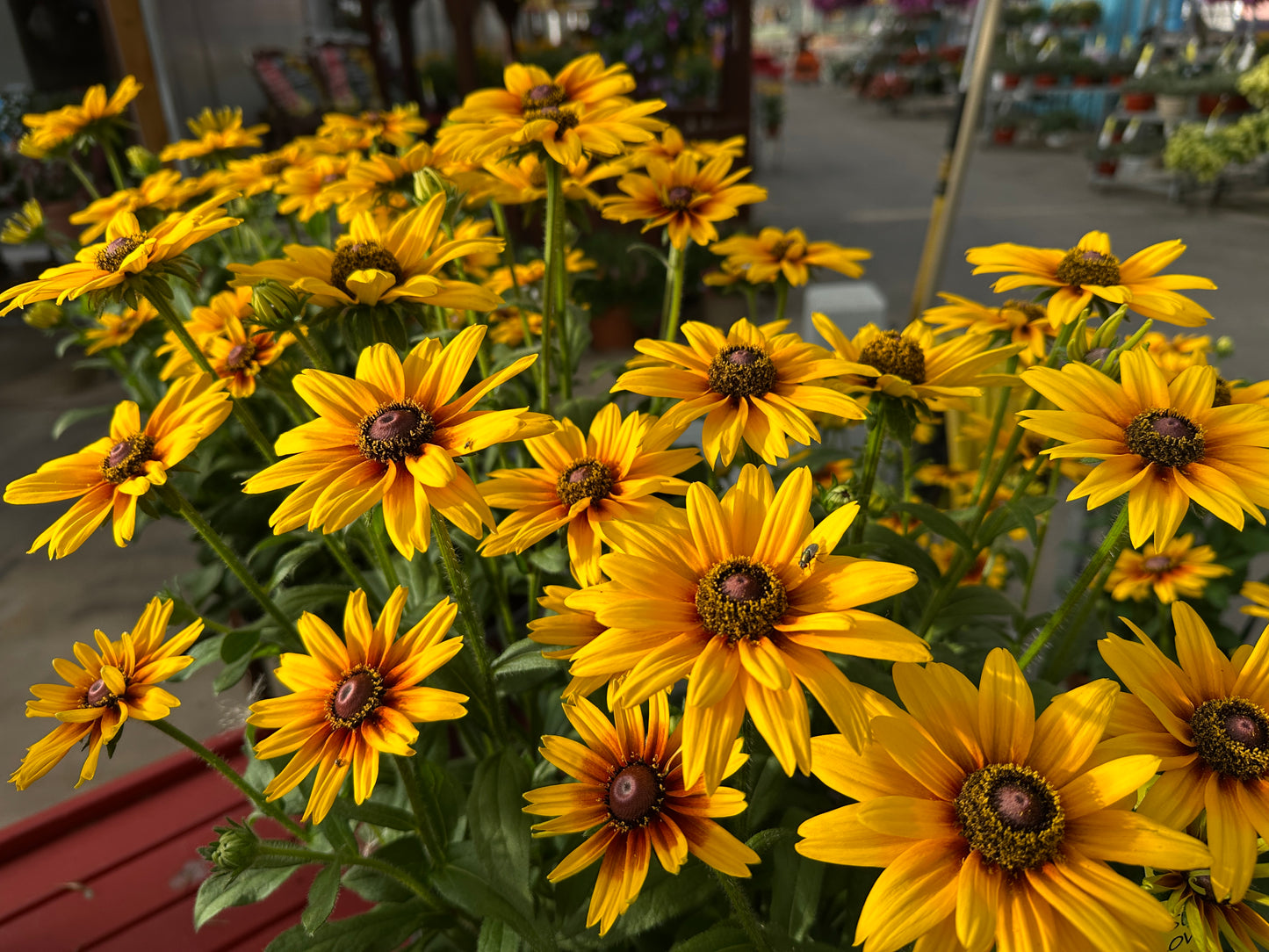 RUDBECKIA SUNBECKIA CARLA 10''