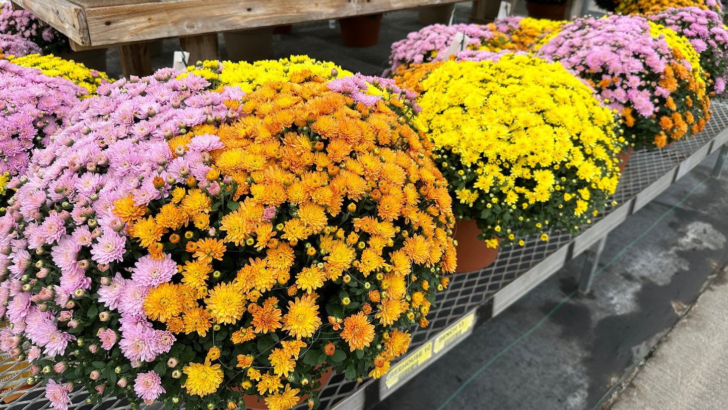 GARDEN MUMS COMBO PUMPKIN SPICE - 12" Pot