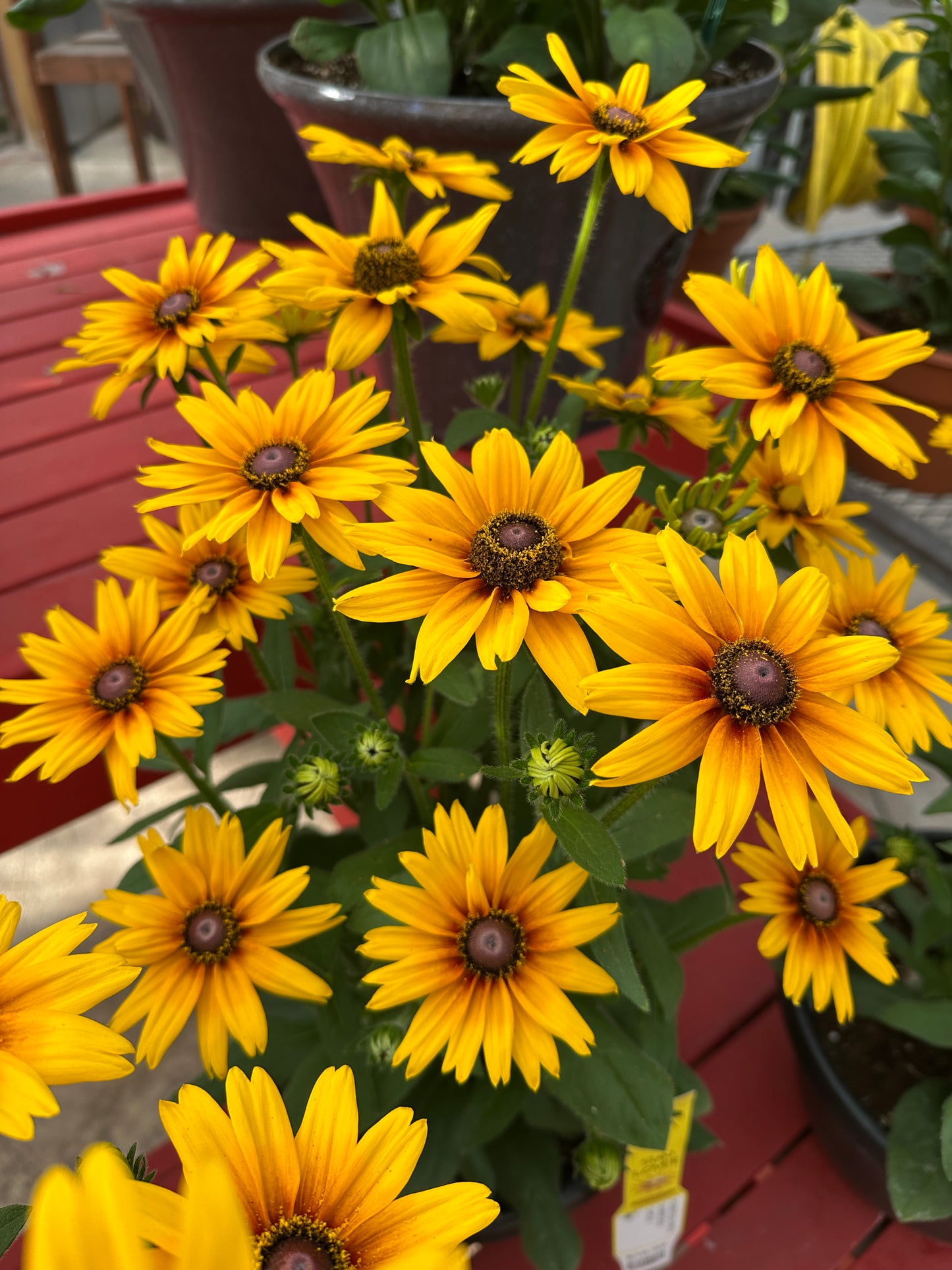 RUDBECKIA SUNBECKIA CARLA 10''