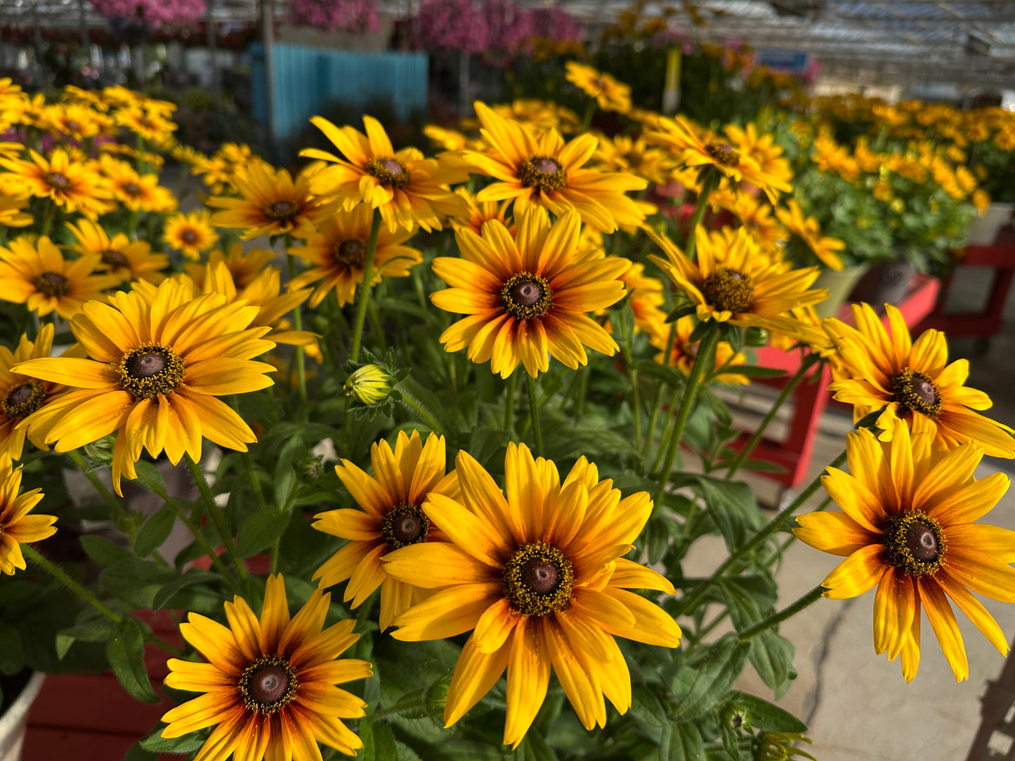 RUDBECKIA SUNBECKIA CARLA 10''