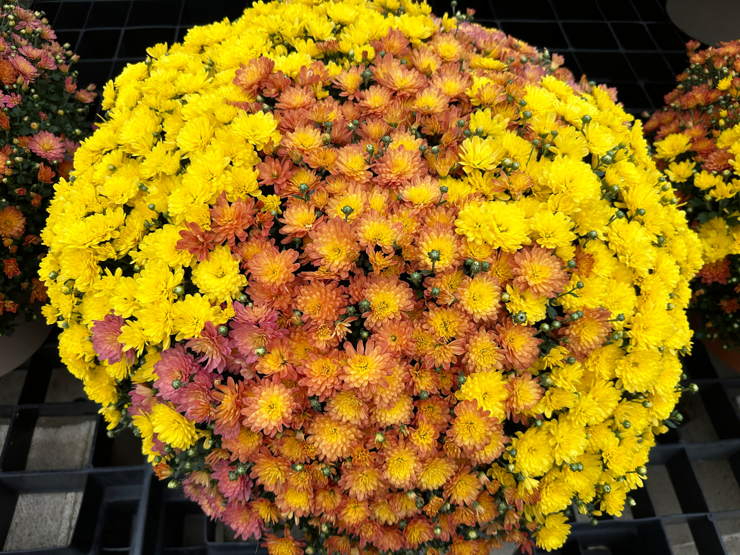 GARDEN MUMS COMBO INDIAN SUMMER - 12" Pot
