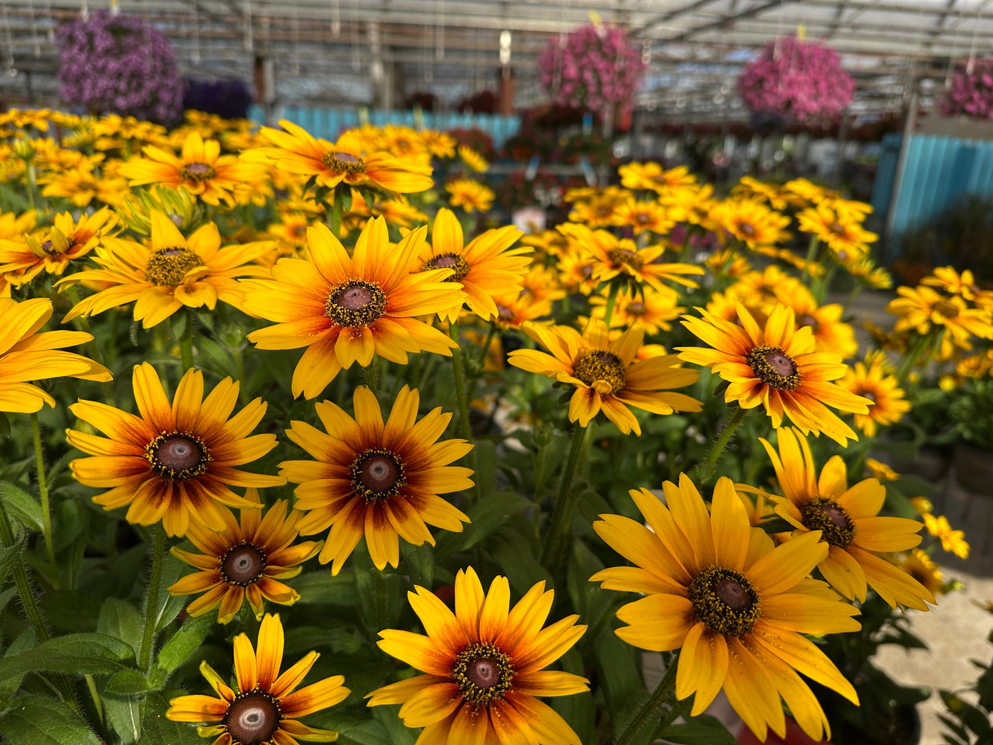 RUDBECKIA SUNBECKIA CARLA 10''