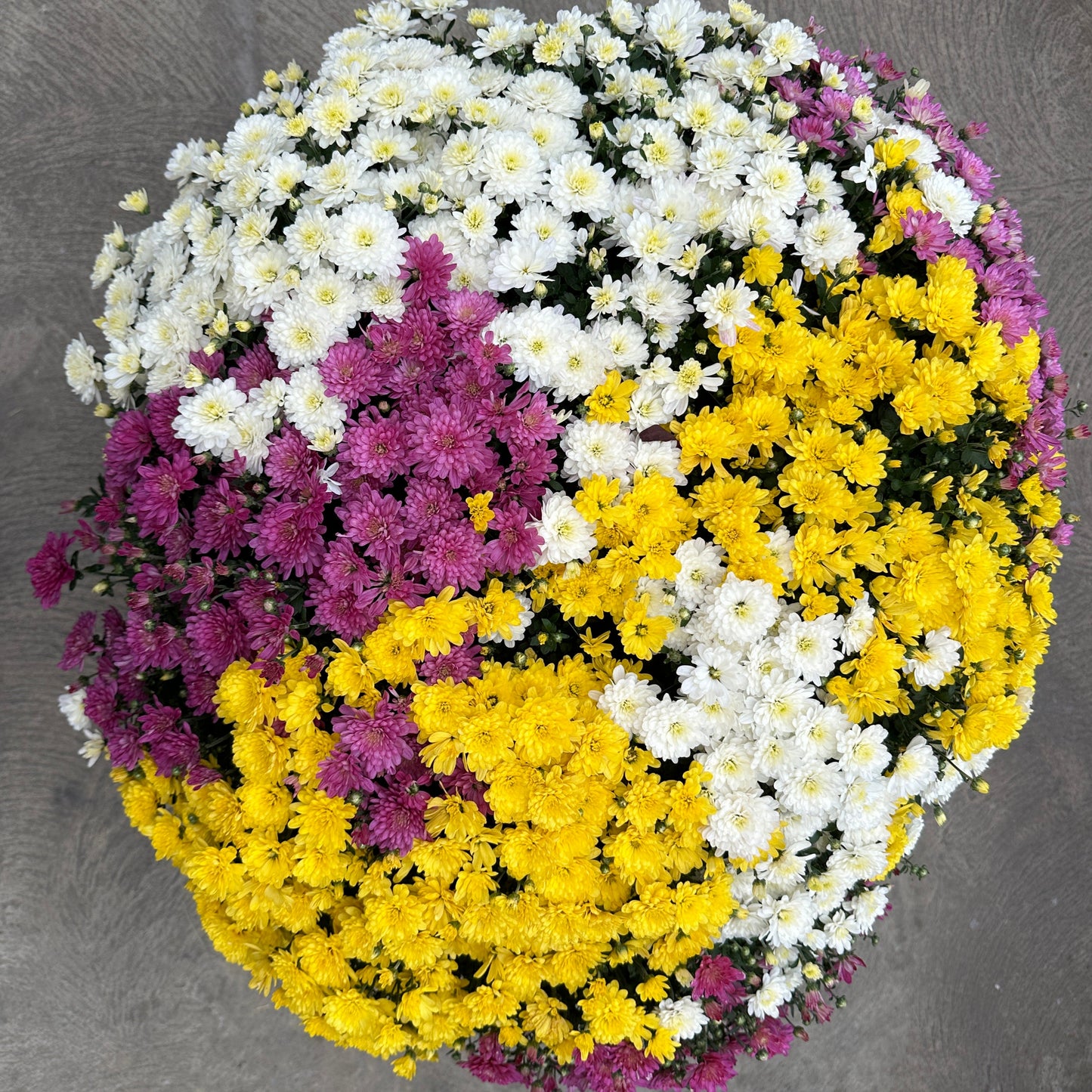 GARDEN MUMS COMBO SOLSTICE