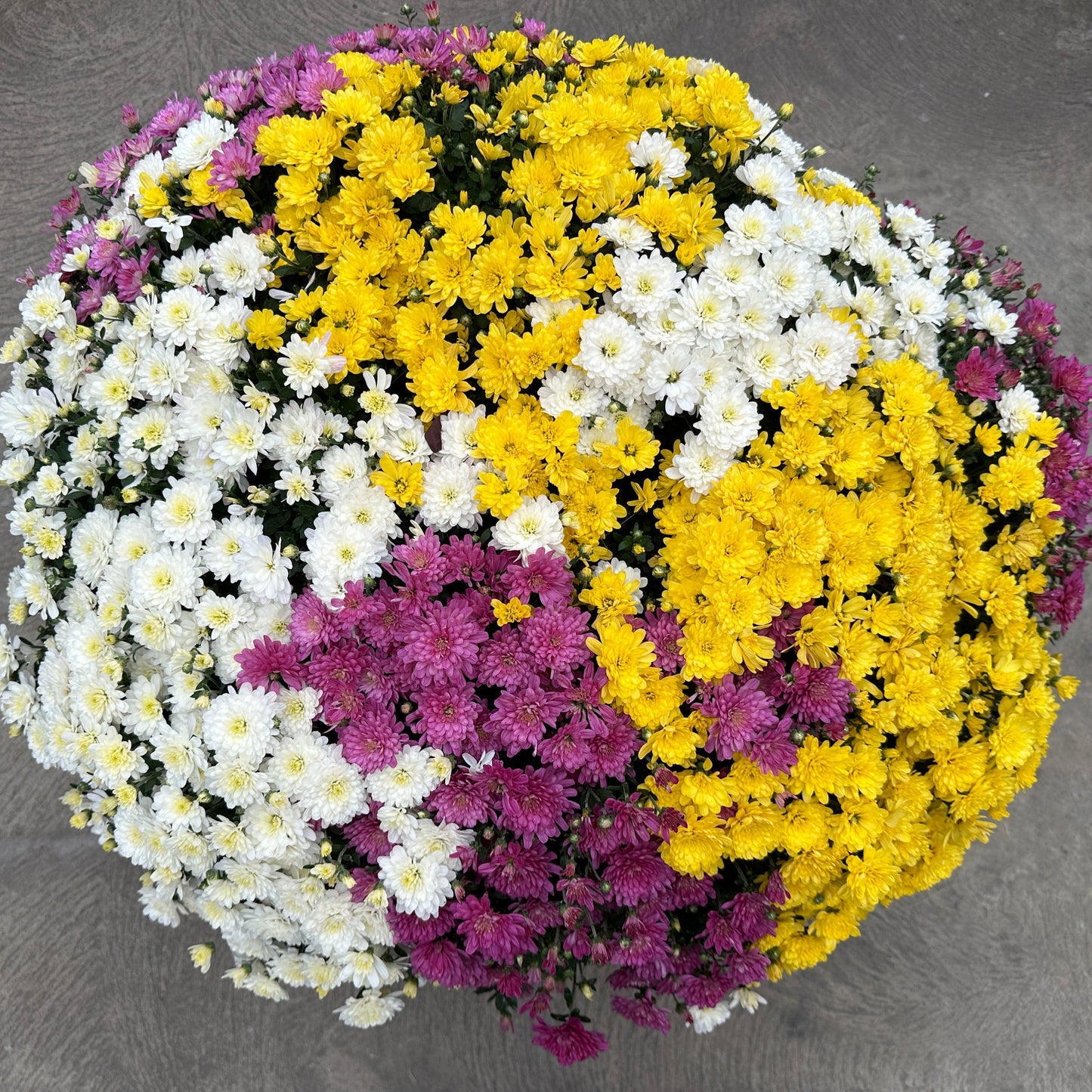 GARDEN MUMS COMBO SOLSTICE - 10" Pot