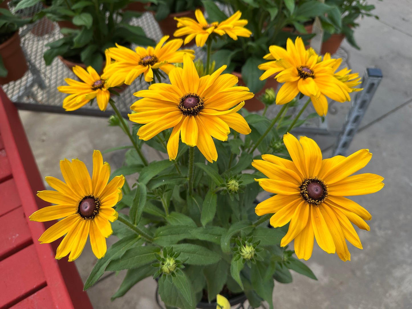 RUDBECKIA SUNBECKIA PAULINA - 14" POT