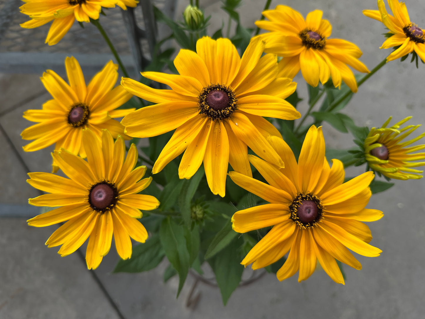 RUDBECKIA SUNBECKIA PAULINA - 14" POT