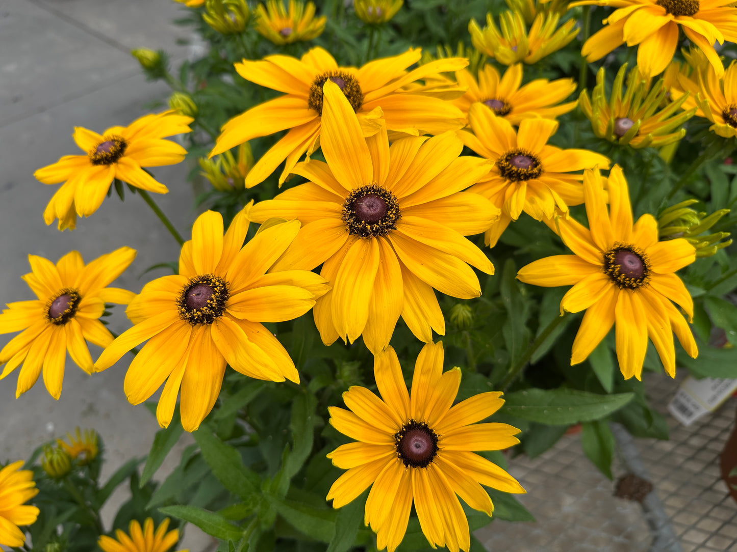 RUDBECKIA SUNBECKIA PAULINA - 14" POT