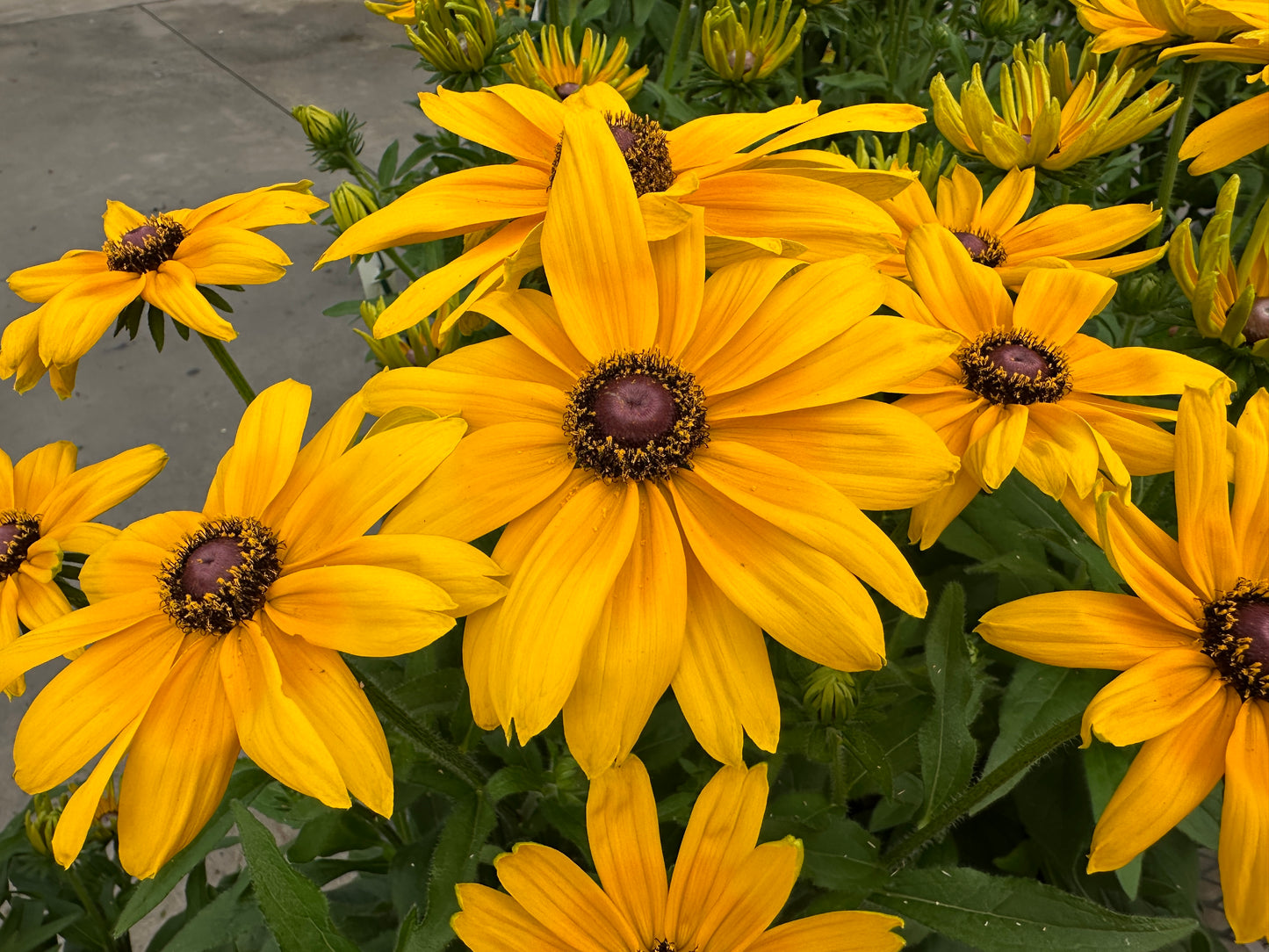 RUDBECKIA SUNBECKIA PAULINA - 14" POT