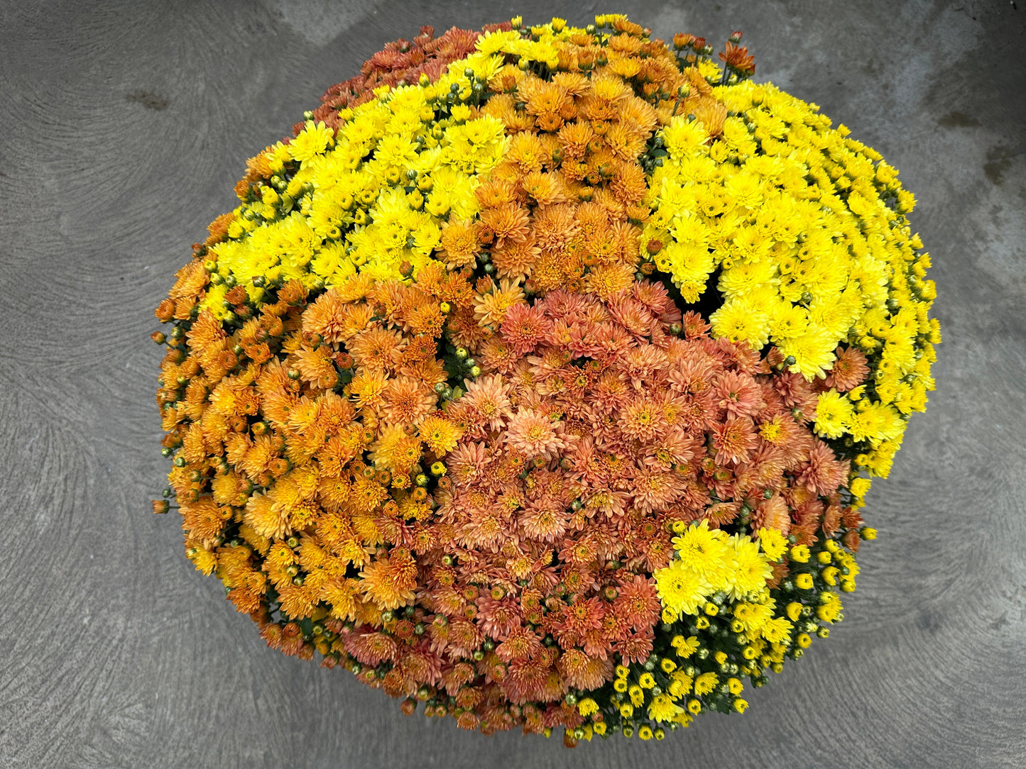 GARDEN MUMS COMBO CARMEL APPLE