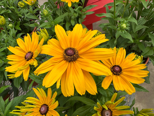 RUDBECKIA SUNBECKIA PAULINA 8''