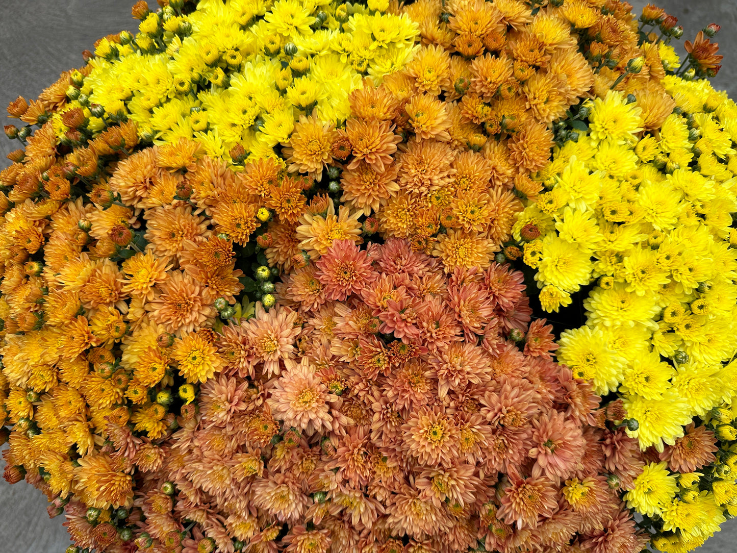 GARDEN MUMS COMBO CARMEL APPLE