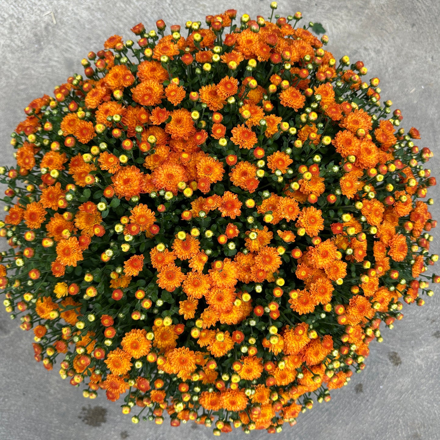 GARDEN MUMS GIGI ORANGE - 6.5" Pot