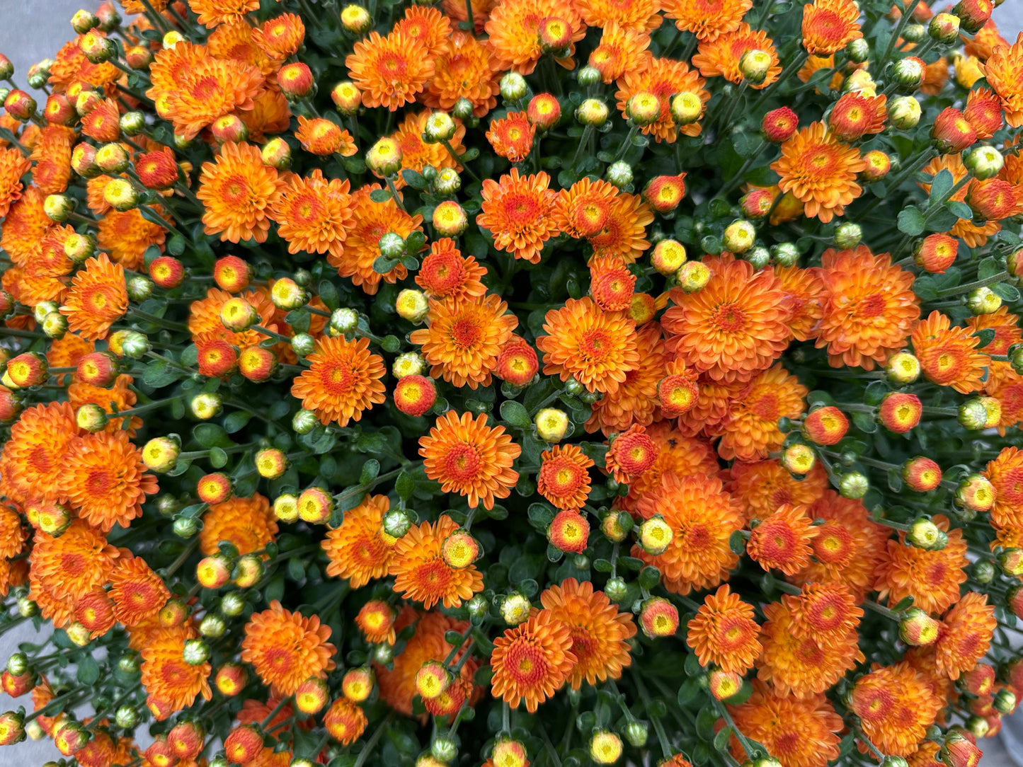 GARDEN MUMS GIGI ORANGE