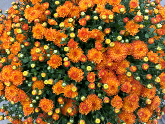 GARDEN MUMS GIGI ORANGE