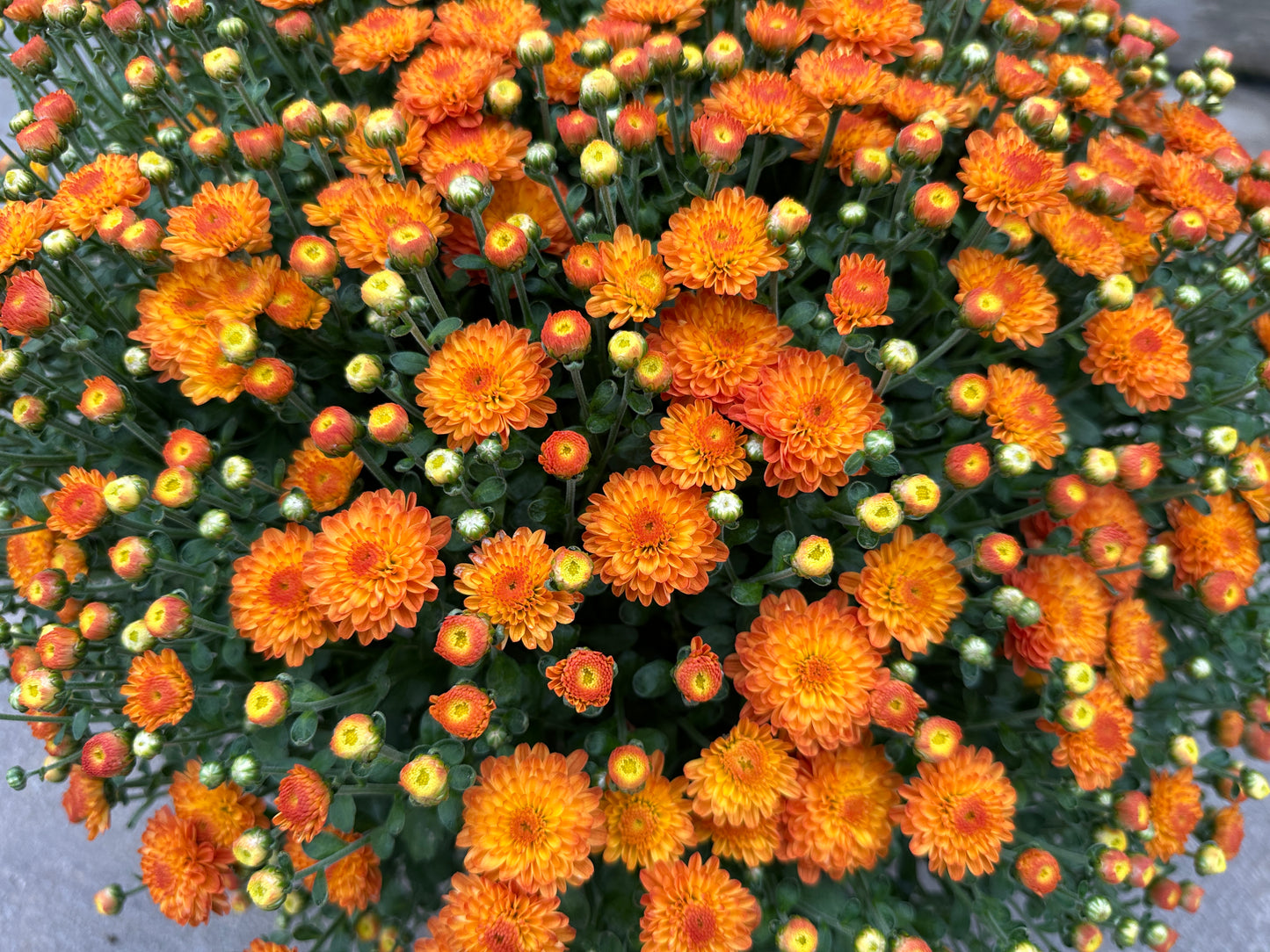 GARDEN MUMS GIGI ORANGE - 6.5" Pot
