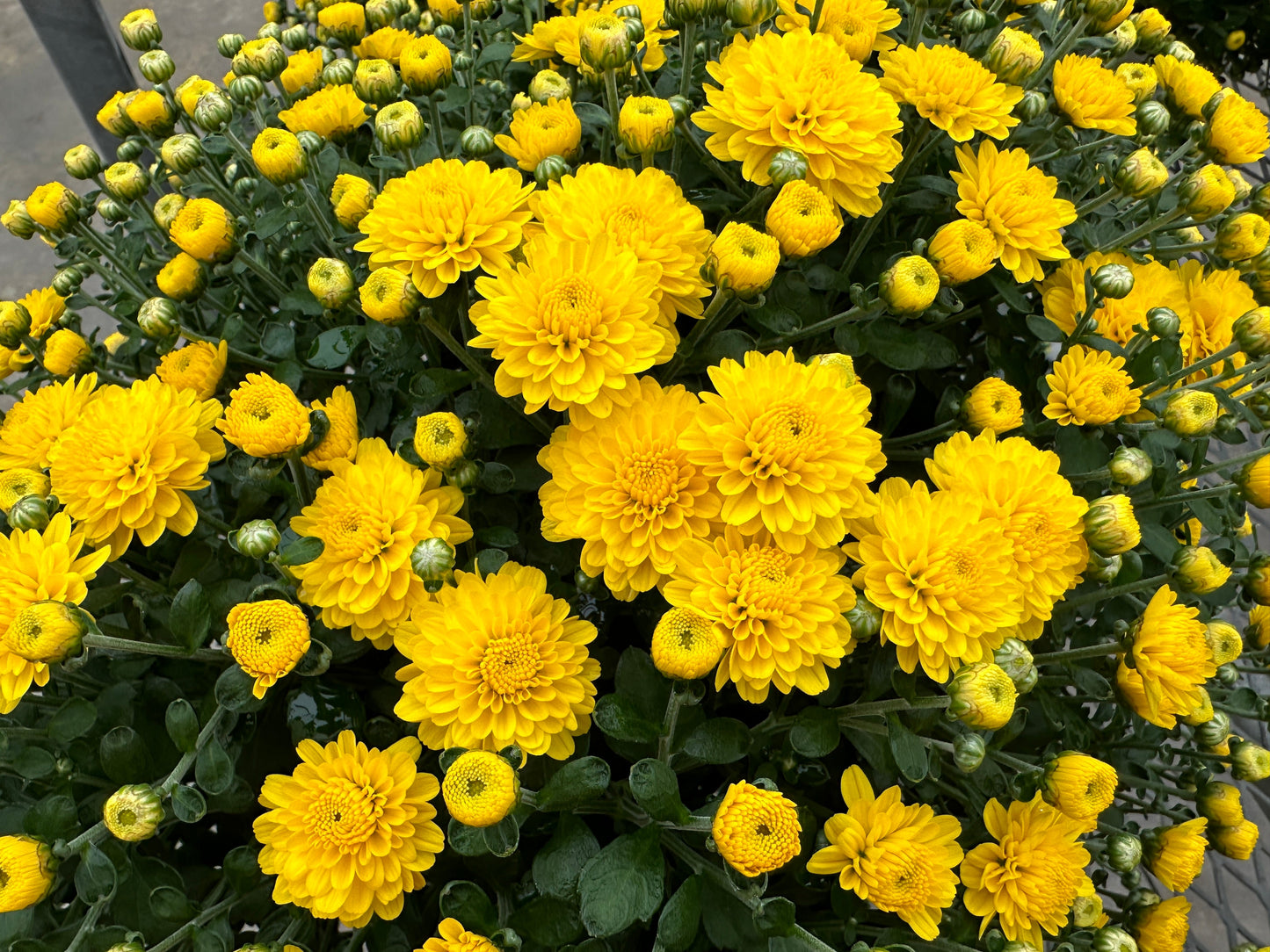 GARDEN MUMS GIGI YELLOW - 6.5" Pot