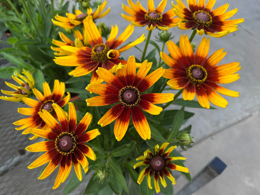 RUDBECKIA SUNBECKIA SARAH 8''