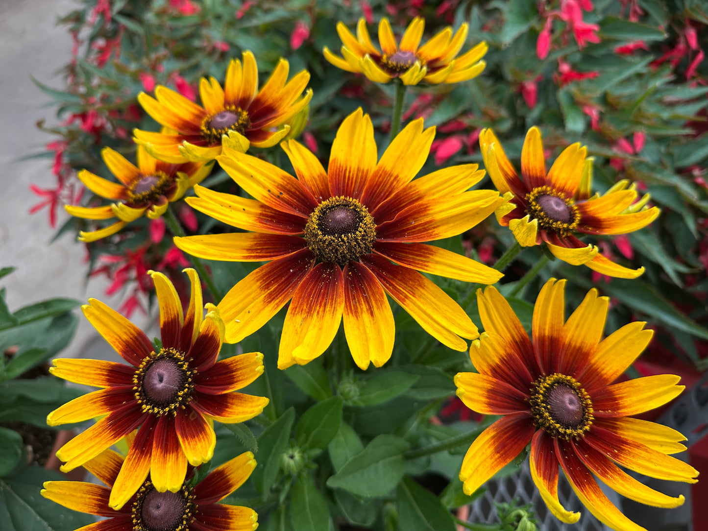 RUDBECKIA SUNBECKIA SARAH - 8" POT