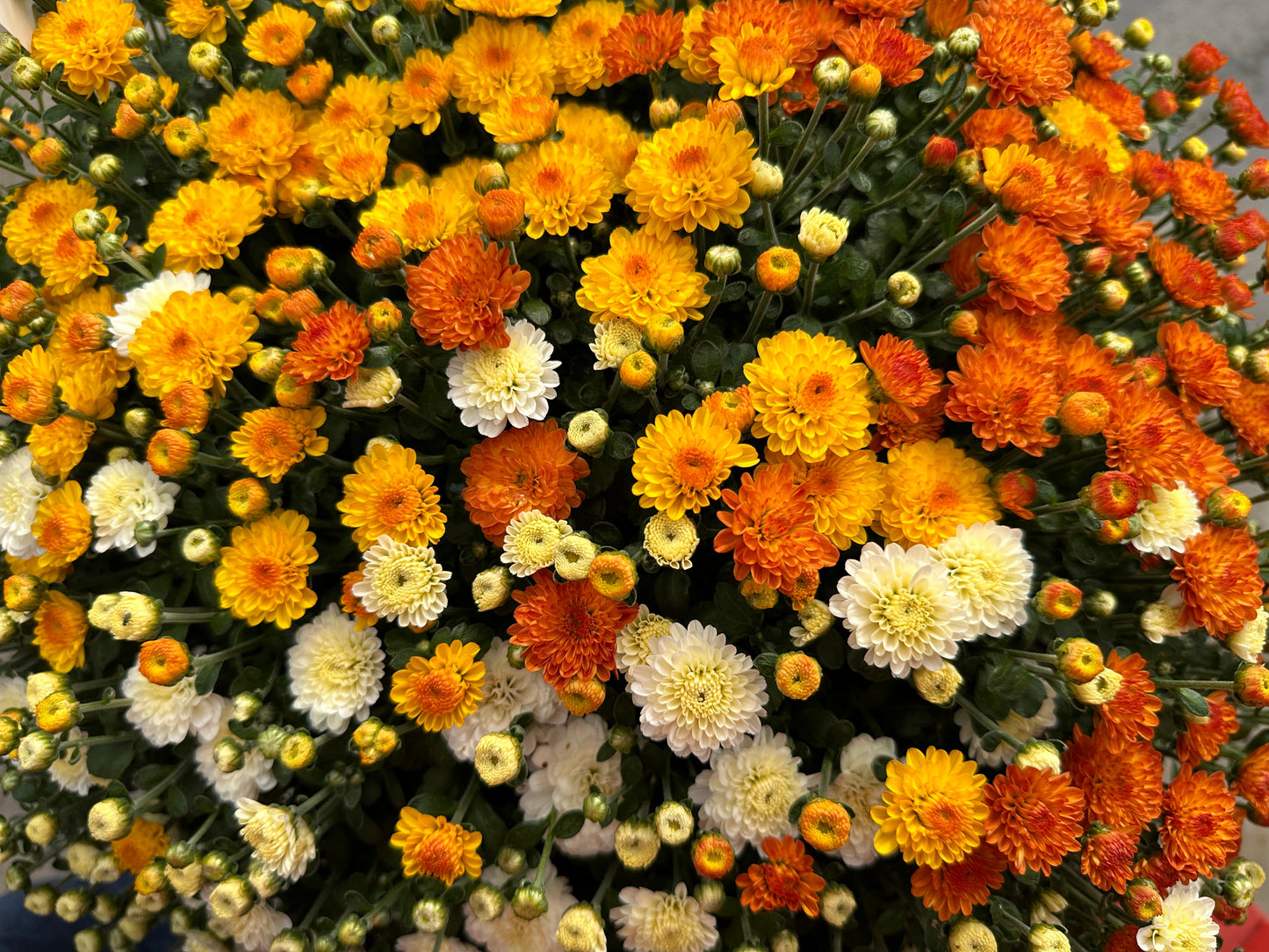 GARDEN MUMS COMBO CANDY CORN