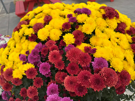 GARDEN MUMS COMBO TRICK OR TREAT - 10" Pot