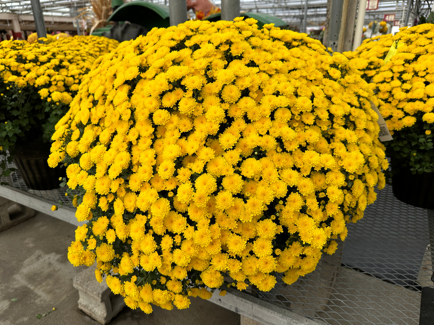 GARDEN MUMS PARTY YELLOW - 10" Pot