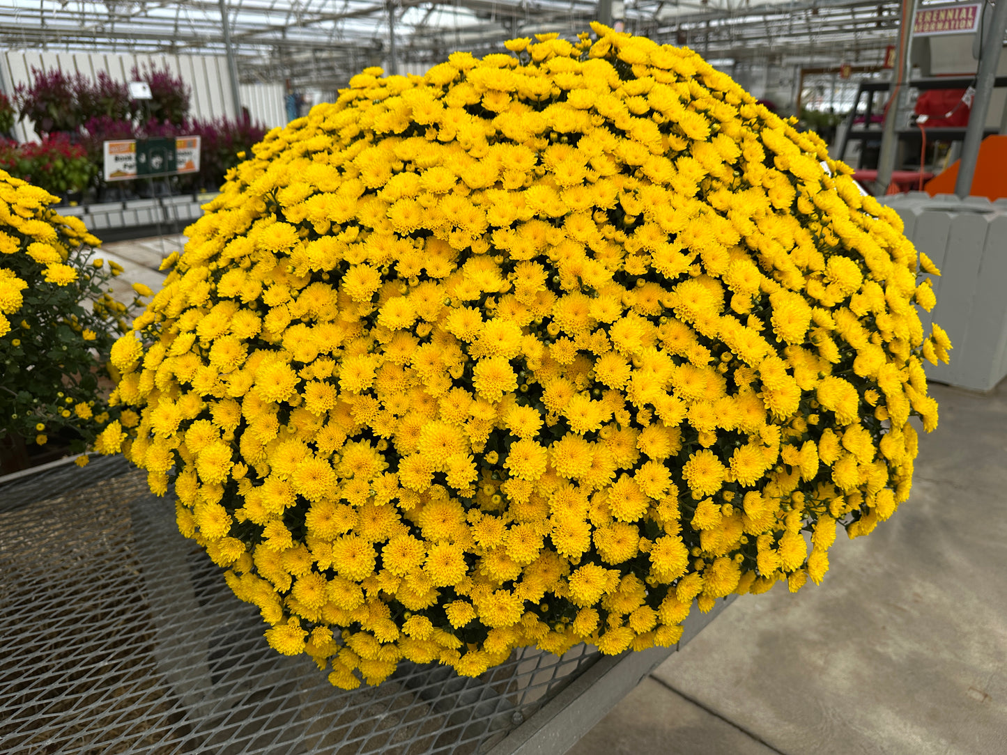 GARDEN MUMS PARTY YELLOW - 10" Pot