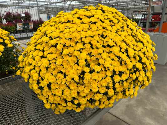 GARDEN MUMS PARTY YELLOW - 10" Pot
