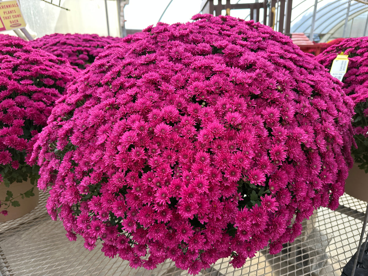 GARDEN MUMS WANDA PURPLE - 12" Pot