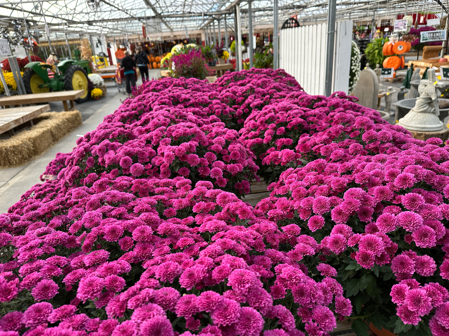 GARDEN MUMS REGAL CHERYL - 10" Pot