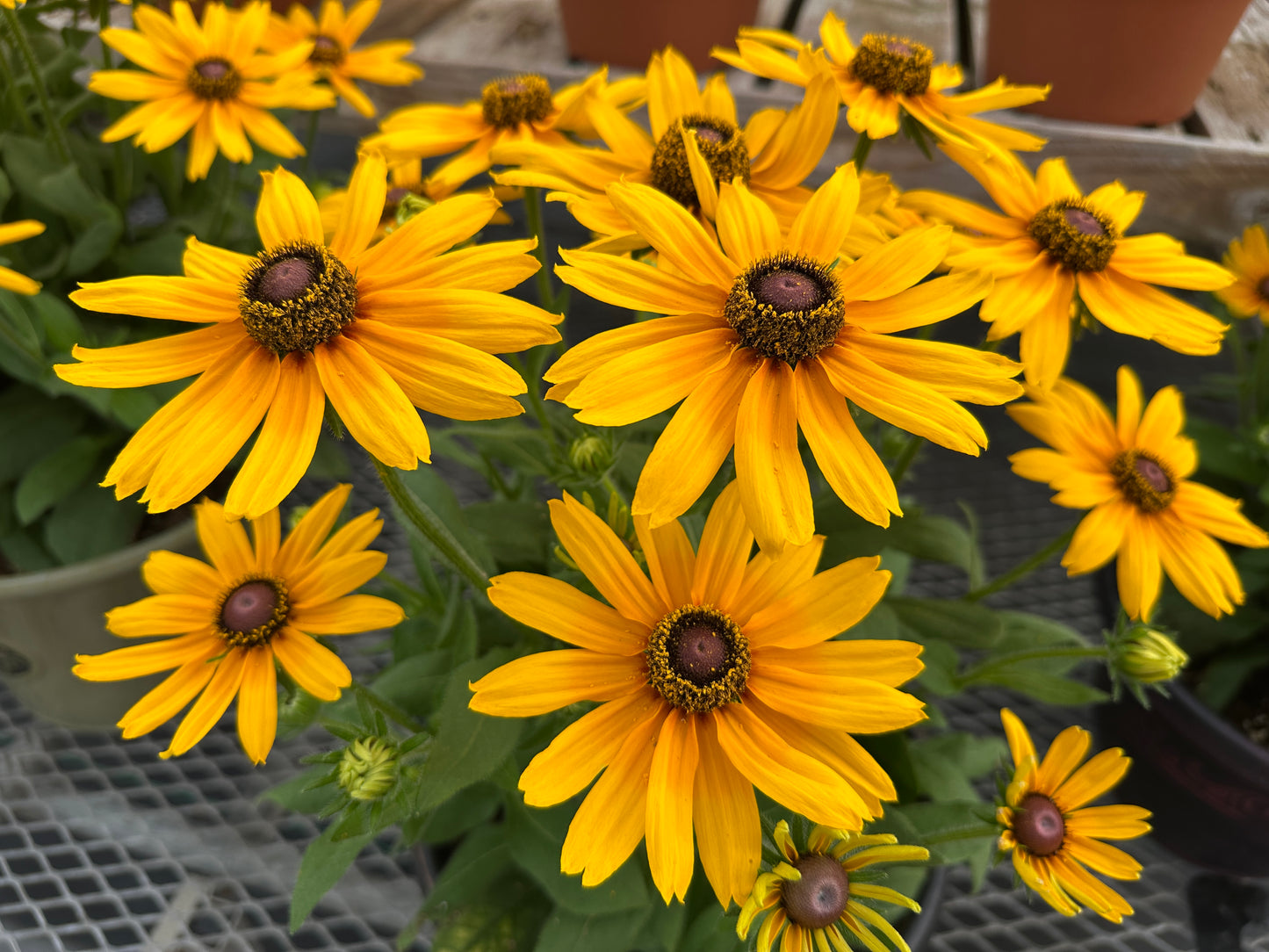 RUDBECKIA SUNBECKIA CAROLINA - 8" POT