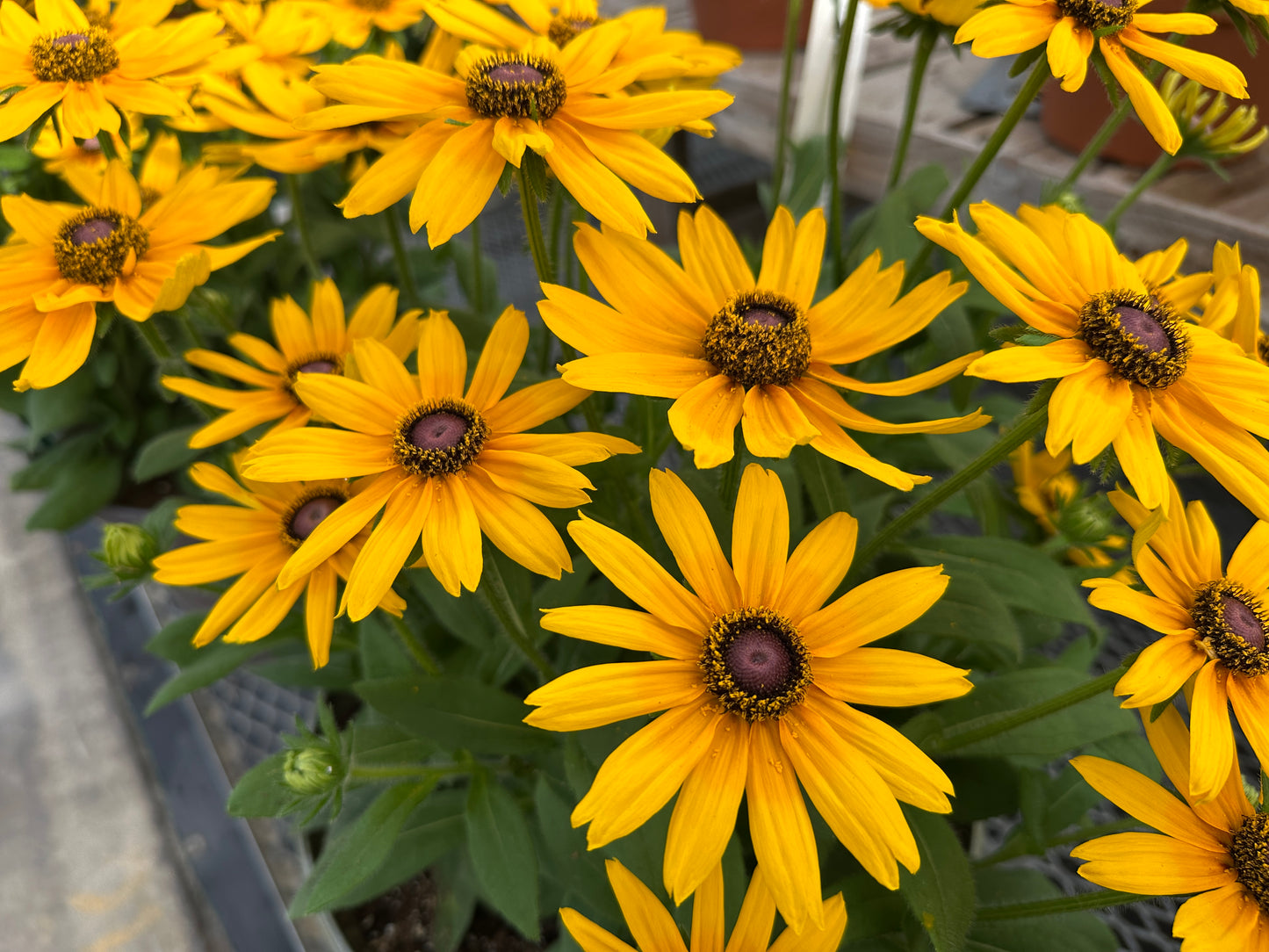 RUDBECKIA SUNBECKIA CAROLINA - 8" POT