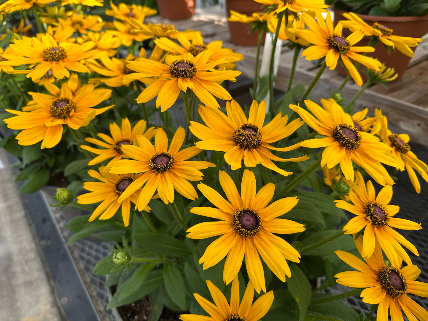 RUDBECKIA SUNBECKIA CAROLINA - 8" POT