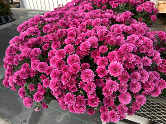 GARDEN MUMS REGAL CHERYL - 10" Pot