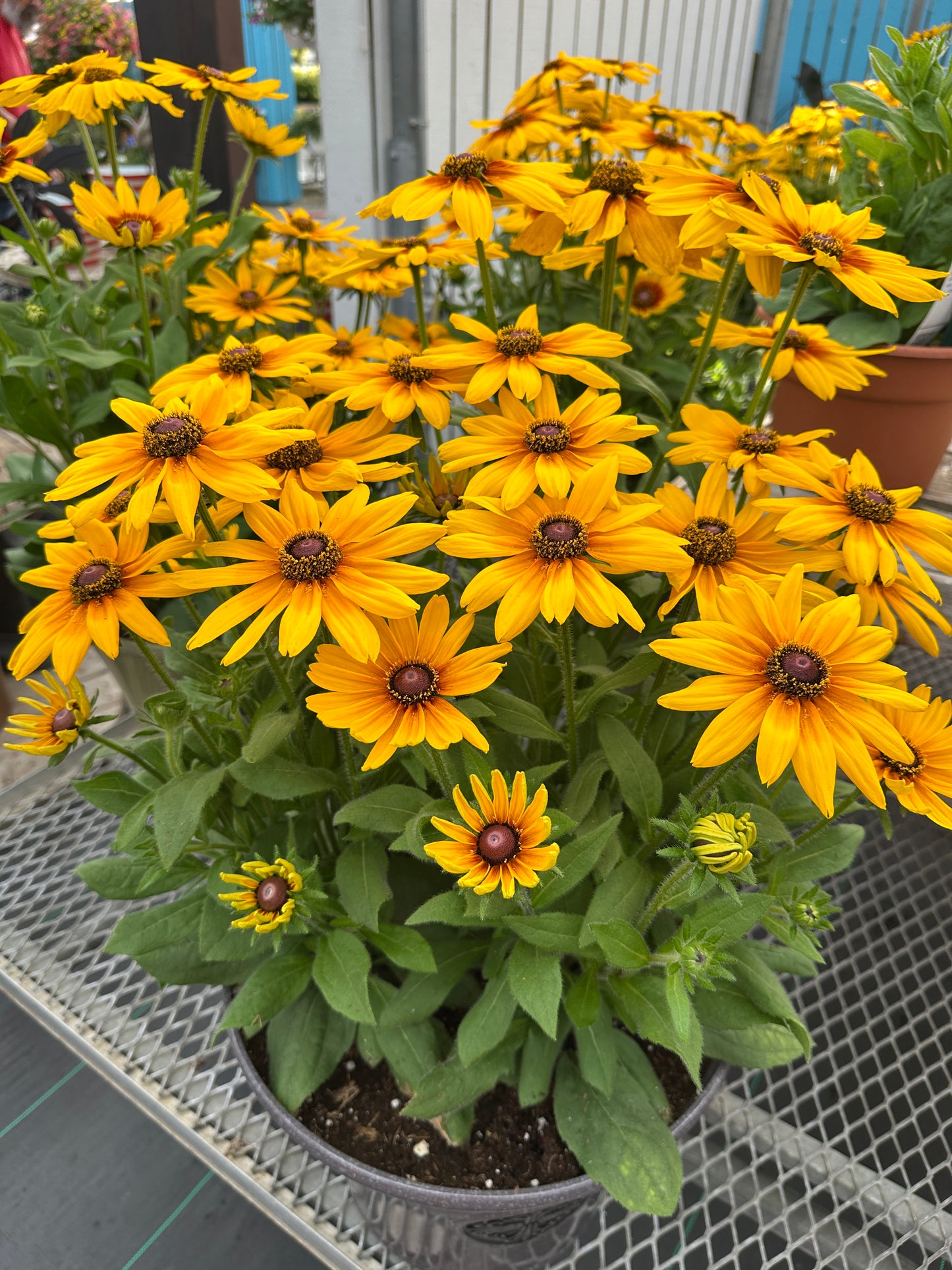 RUDBECKIA SUNBECKIA CAROLINA - 8" POT